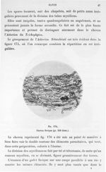 Fig. 176. Cheveu favique (gr. 250 diam.). - Atlas de microbiologie par E. Doyen et G. Roussel et de  [...]