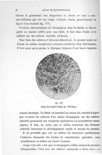 Fig. 177. Coupe d'un godet favique (gr. 700 diam.). - Atlas de microbiologie par E. Doyen et G. Rous [...]