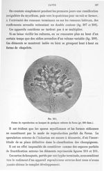 Fig. 211. Forme de reproduction en bouquet de quelques cultures de favus (gr. 800 diam.). - Atlas de [...]