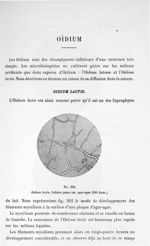 Fig. 222. Oïdium lactis. Culture jeune sur agar-agar (300 diam.). - Atlas de microbiologie par E. Do [...]