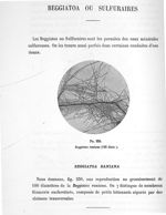 Fig. 230. Beggiatoa raniana (100 diam.). - Atlas de microbiologie par E. Doyen et G. Roussel et de A [...]