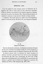 Fig. 231. Beggiatoa alba (100 diam.). - Atlas de microbiologie par E. Doyen et G. Roussel et de A. M [...]
