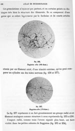 Fig. 232. Beggiatoa alba (100 diam.) / Fig. 233. Beggiatoa alba (170 diam.). - Atlas de microbiologi [...]