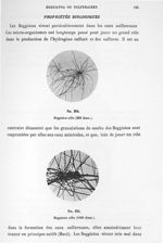 Fig. 234. Beggiatoa alba (200 diam.) / Fig. 235. Beggiatoa alba (1000 diam.). - Atlas de microbiolog [...]
