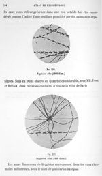 Fig. 236. Beggiatoa alba (1000 diam.) / Fig. 237. Beggiatoa alba (1000 diam.). - Atlas de microbiolo [...]