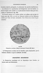 Fig. 241. Fusisporium moschatum. Culture sur agar-agar (12 jours) (400 diam.). - Atlas de microbiolo [...]