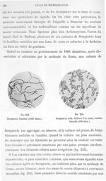 Fig. 253. Streptotrix brunnea (1000 diam.) / Fig. 254. Streptotrix alba. Culture d'un mois, surface  [...]
