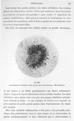 Fig. 256. Actinomycose de l'homme. Grain préparé par écrasement (gr. 400 diamètres). - Atlas de micr [...]