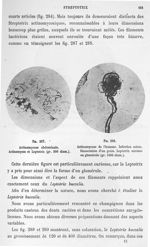 Fig. 287. Actinomycose abdominale. Actinomyces et leptotrix (gr. 500 diam.) / Fig. 288. Actinomycose [...]