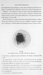 Fig. 313. Pied de Madura. Culture sur bouillon (Vincent) (gr. 250 diam.). - Atlas de microbiologie p [...]