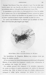 Fig. 314. Pied de Madura. Culture. Dissociation (Vincent) (gr. 700 diam.). - Atlas de microbiologie  [...]