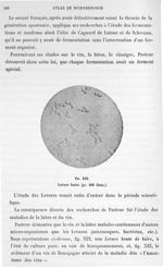 Fig. 322. Levure haute (gr. 400 diam.). - Atlas de microbiologie par E. Doyen et G. Roussel et de A. [...]