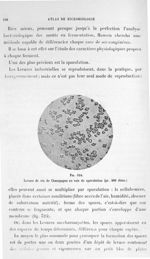 Fig. 324. Levure de vin de Champagne en voie de sporulation (gr. 400 diam.). - Atlas de microbiologi [...]