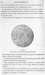 Fig. 326. Levure haute en voie de bourgeonnement (gr. 400 diam.). - Atlas de microbiologie par E. Do [...]