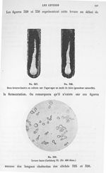 Fig. 327 / Fig. 328. Deux levures hautes en culture sur l'agar-agar au moût de bière (grandeur natur [...]