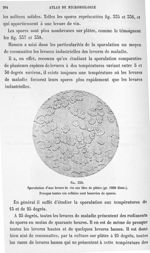 Fig. 338. Sporulation d'une levure de vin sur bloc de plâtre (gr. 1000 diam.). - Atlas de microbiolo [...]