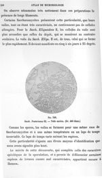 Fig. 348. Sacch. Pastorianus III. Voile ancien (gr. 400 diam.). - Atlas de microbiologie par E. Doye [...]