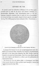 Fig. 349. Levure de vin de Champagne en culture pure sur milieu liquide (gr. 400 diam.). - Atlas de  [...]