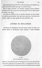 Fig. 358. Levure de boulangerie (gr. 400 diam.). - Atlas de microbiologie par E. Doyen et G. Roussel [...]