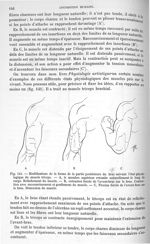 Fig. 141. Modifications de la forme de la partie postérieure du bras suivant l'état physiologique du [...]