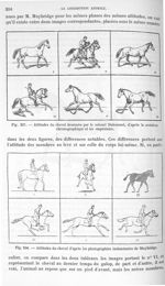 Fig. 207. Attitudes du cheval dessinées par le colonel Duhousset, d'après la notation chronographiqu [...]