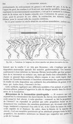Fig. 216. Variations de longueur des divers muscles aux phases successives du trot - Traité de physi [...]