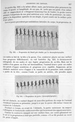 Fig. 223. Progression du lézard gris étudiée par la chronophotographie/ Fig. 224. Progression du gec [...]