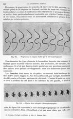 Fig. 225. Progression du serpent étudiée par la chronophotographie/ Fig. 226. Marche d'un coléoptère [...]