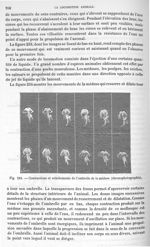 Fig. 234. Contractions et relâchements de l'ombrelle de la méduse - Traité de physique biologique. T [...]