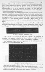 Fig. 383. Ondulation prédicrote du pouls/ Fig. 384. Types de cardiogrammes - Traité de physique biol [...]