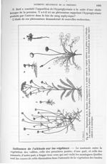 Fig. 587. Expériences de G. Bonnier. Comparaison de la même espèce de végétal cultivé à la plaine at [...]