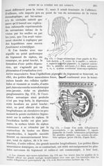 Fig. 173. Coupe schématique d'une papille de Pholade dactyle./ Fig. 174. Coupe d'une ocelle d'Euplan [...]