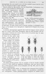 Fig. 183. Glande uniplastidaire photogène de L'orya barbarica/ Fig. 184. Luciole d'Italie / Lampyre  [...]