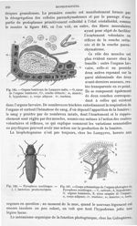 Fig. 185. Organe lumineux du Lampyre mâle/ Fig. 186. Pyrophore noctiluque/ Fig. 187. Coupe schématiq [...]