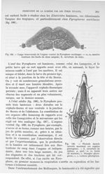 Fig. 188. Coupe transversale de l'organe ventral du Pyrophore noctiluque/ Fig. 189. Pholade dactyle  [...]