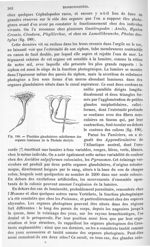 Fig. 190. Plastides glandulaires caliciformes des organes lumineux de la Pholade dactyle. - Traité d [...]