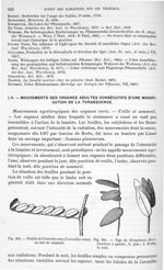 Fig. 204. Feuille de Coronille rose/ Fig. 205. Tige de Strephium floribundum à gauche, le jour; à dr [...]