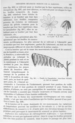 Fig. 206. Feuille de Lupinus pilosus/ Fig. 207. Feuille de Carambolier en état de sommeil. - Traité  [...]
