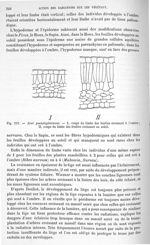 Fig. 212. Acer pseudoplatanus. - Traité de physique biologique. Tome deuxième