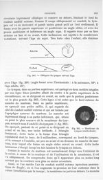 Fig. 264. Obliquité du tympan suivant l'âge/ Fig. 265. Membrane du tympan. - Traité de physique biol [...]