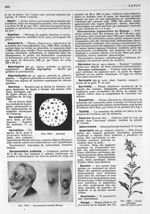 Fig. 1984. Sarcines / Fig. 1985. Sarcomatose cutanée (Brocq) / Fig. 1986. Sauge officinale (Salvia o [...]