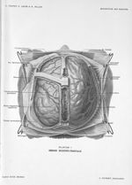 Planche I. Région occipito-frontale - Précis-atlas de dissection des régions