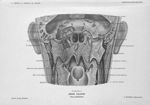 Planche 15. Région palatine. Face postérieure - Précis-atlas de dissection des régions