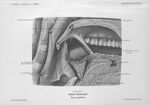 Planche 17. Région tonsillaire. Plans superficiels - Précis-atlas de dissection des régions