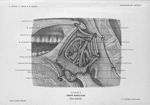 Planche 18. Région tonsillaire. Plans profonds - Précis-atlas de dissection des régions