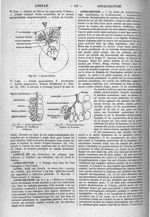 Fig. 417. Lobule biliaire / Fig. 418. Lobule pulmonaire. Schéma de Rindfleisch et Charcot / Fig. 419 [...]
