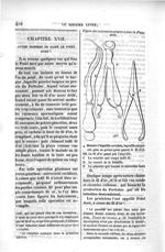 Figure des instruments propres à faire le point doré - Oeuvres complètes d'Ambroise Paré, revues et  [...]