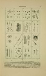 Tableau des principaux éléments anatomiques - Nouveaux éléments d'anatomie descriptive et d'embryolo [...]