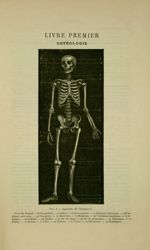 Fig. 4 - Squelette de l'homme - Nouveaux éléments d'anatomie descriptive et d'embryologie