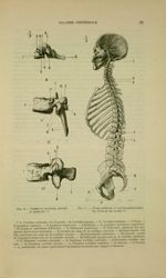 Fig. 6 - Vertèbres cervicale, dorsale et lombaire/ Fig. 7 - Coupe médiane et antéro-postérieure du c [...]